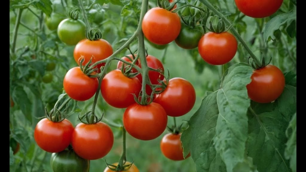 The Benefits of Tomatoes and Their Products: Why Tomato Paste and Ketchup Are Still Healthy Choices
