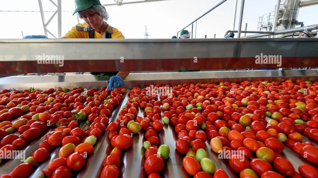 Tomato Paste Production Process: From Farm to Packaging