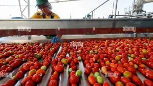 Tomato Paste Production Process: From Farm to Packaging